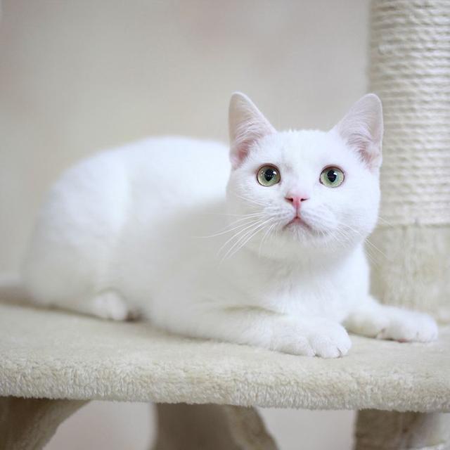 英短小猫多少钱一只幼崽(英短蓝白猫图片)
