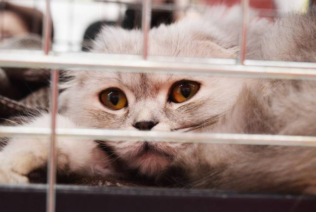 宠物猫能长期养在笼子里吗(猫装笼子好不好)