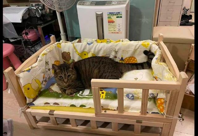 猫咪睡宠物床(给猫咪做床)