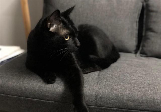 纯黑色的幼猫(纯黑色的猫流浪猫)