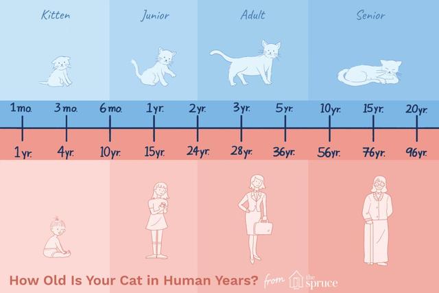 家养宠物猫可以活多久(猫如何养)