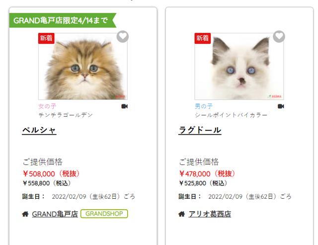 日本宠物猫狗价格(现在猫的价格表)