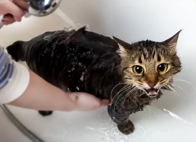 猫咪宠物店洗澡流程(猫咪洗澡一次多少钱)