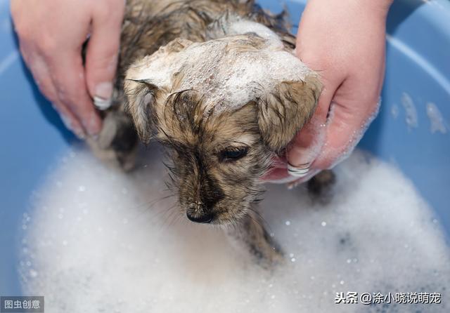 能给狗狗用人的洗发水吗(给狗狗用宠物洗发水的好处)