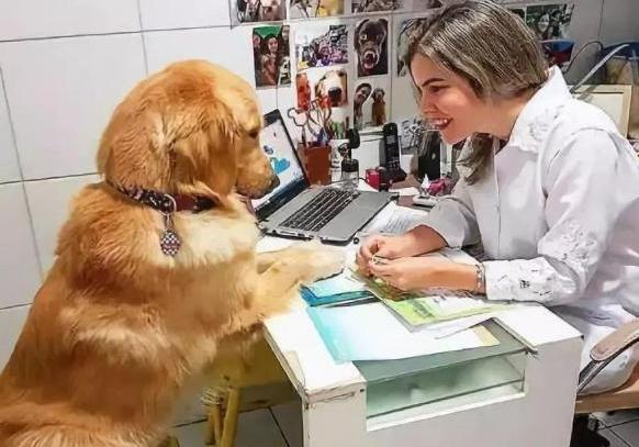怎样成为一个合格的宠物医生(怎样才能成为一个合格的宠物医生)