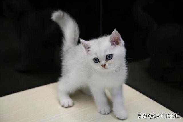 白色猫价格是多少钱一只(银渐层猫值多少钱一只)