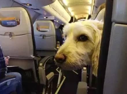 飞机托运宠物狗价格表(飞机能带狗吗有规定吗)