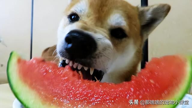 狗狗就能吃西瓜吗(狗能不能吃西瓜)