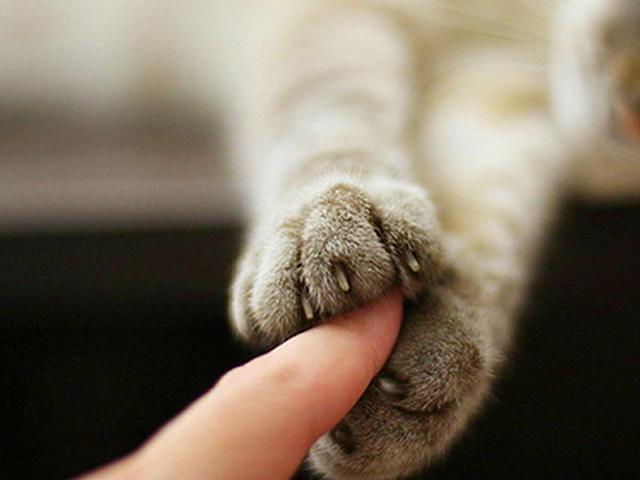 给猫猫剪指甲注意事项(猫怎么可能不让剪指甲)