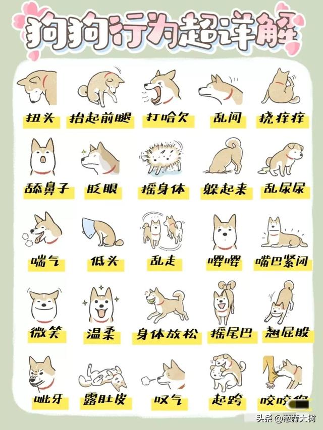 狗狗肢体语言(狗的语言表达方式)