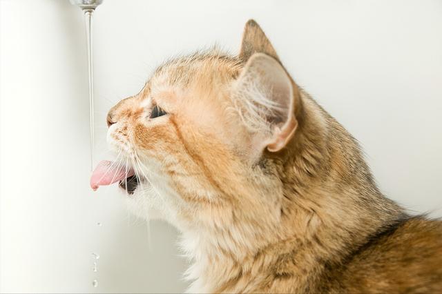 猫咪饮水器怎么使用(猫饮水器自动循环)