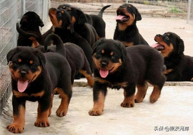 高加索犬幼犬多少钱(高加索犬成年犬多少钱一只)