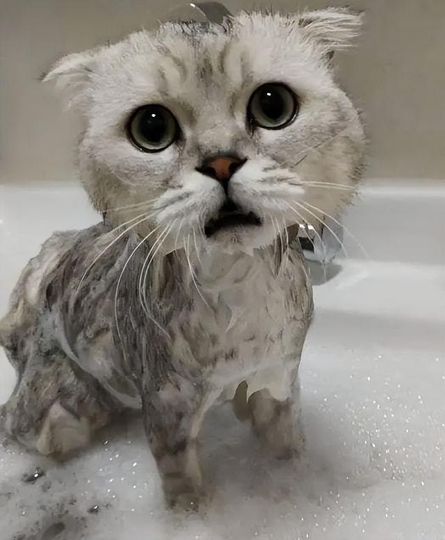 猫咪宠物店洗澡流程(猫咪洗澡价格)