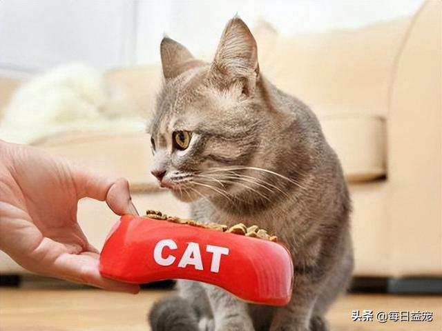 猫咪零食教程(猫必备的十种零食)