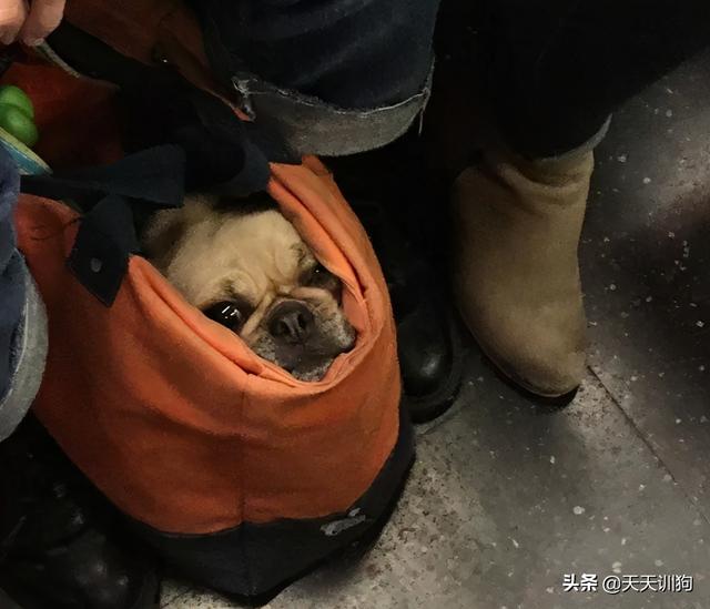 宠物能上地铁吗(小宠物狗可以带入地铁吗)