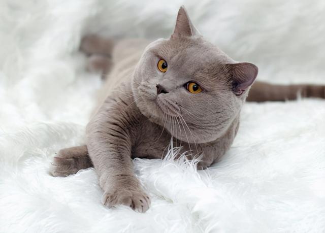 英短猫纯灰色搞笑视频(英短猫多少钱一只2022)