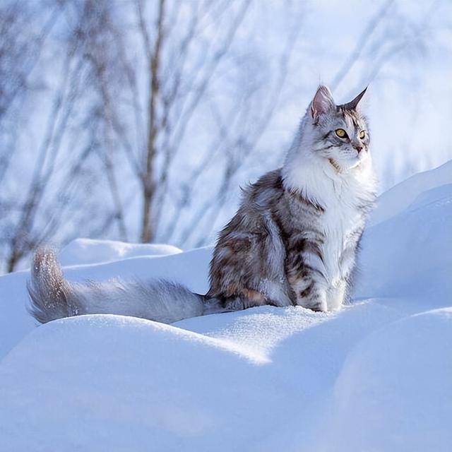 适合家养的宠物猫图(适合家养的猫咪高颜值)