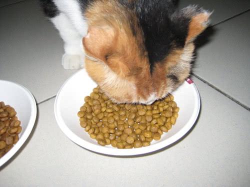 猫只吃猫粮会生病吗(猫吃什么猫粮最好)