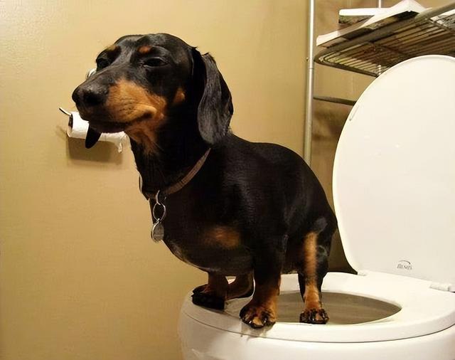 狗狗能自己上厕所吗(狗真的能学会上厕所吗)