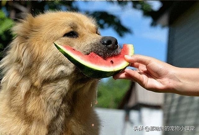 狗狗就能吃西瓜吗(狗能不能吃西瓜)