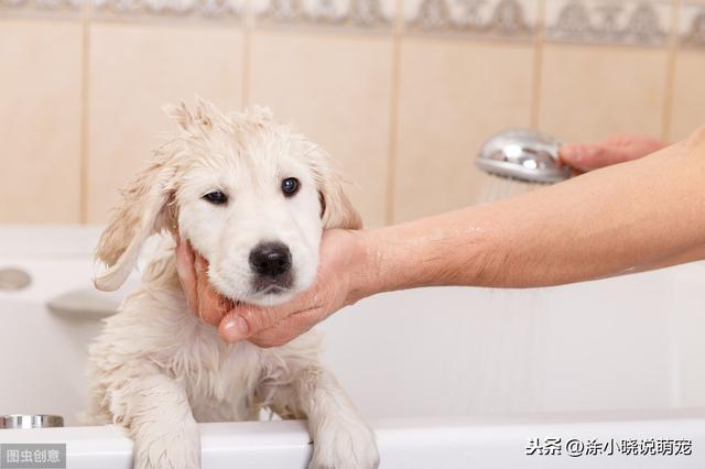 能给狗狗用人的洗发水吗(给狗狗用宠物洗发水的好处)