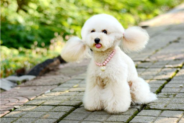 白色宠物狗小型(白色的狗大型犬)