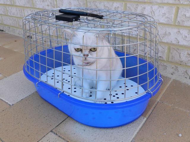 宠物猫能长期养在笼子里吗(猫装笼子好不好)