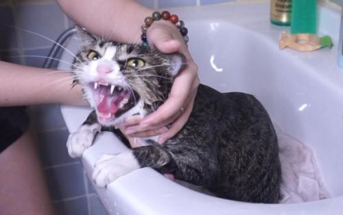 猫咪洗澡正确的步骤(猫咪洗药浴贵吗)