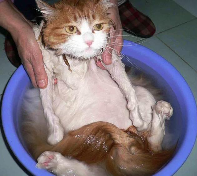 有什么方法可以治好猫身上的跳蚤(硫磺皂给猫洗澡去跳蚤)