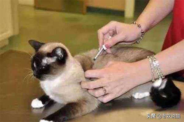 博莱得利猫咪转移因子针剂(猫咪抗体水平检测有必要做么)