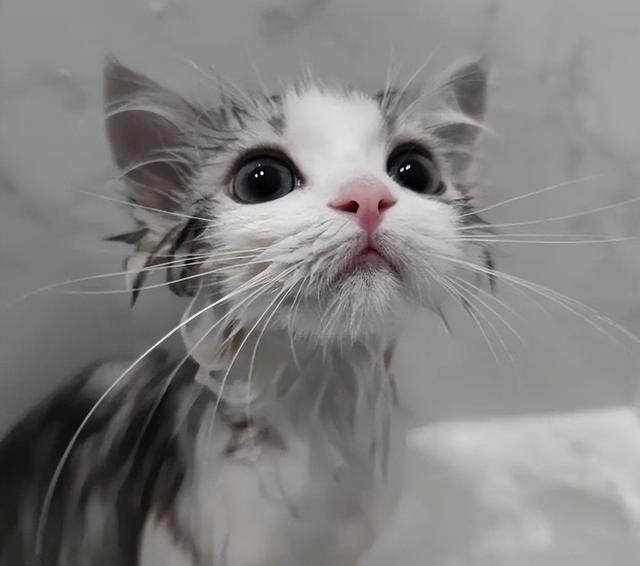 猫咪宠物店洗澡流程(猫咪洗澡价格)