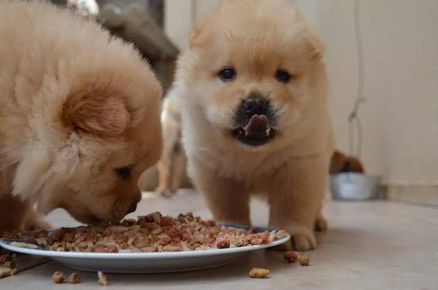 两个月的小狗吃什么食物最好(小狗吃多了撑死前症状)