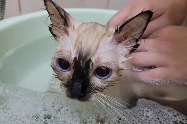 家里没有专用沐浴露怎么给猫洗澡(猫能用人用沐浴露洗澡吗)