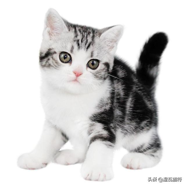 虎斑矮脚猫一般多少钱(美短虎斑折耳猫价格)