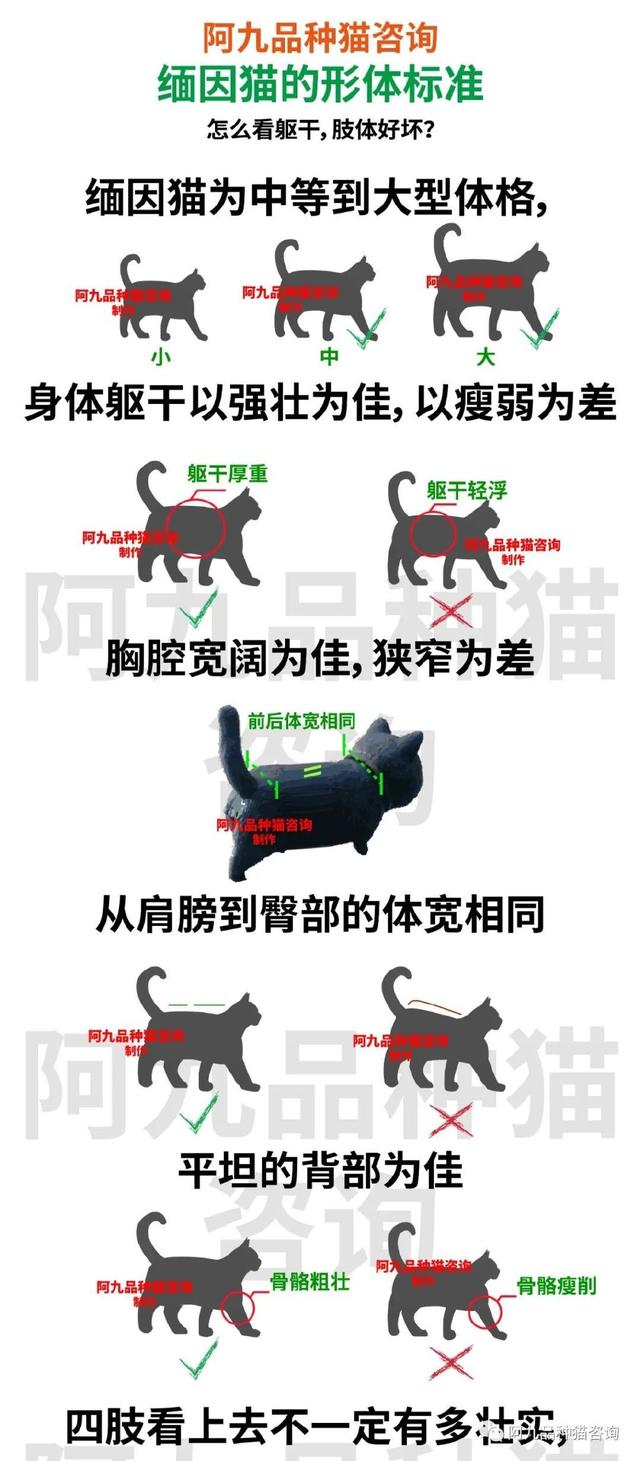缅因猫怎么辨别纯种(缅因猫身长体重表)