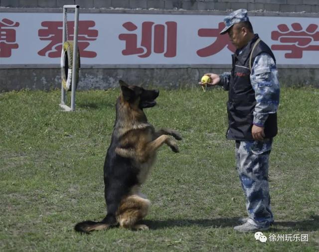 训狗机构宠物狗训练基地(徐州哪里有狗狗训练机构)