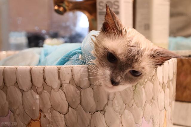 家里没有专用沐浴露怎么给猫洗澡(猫能用人用沐浴露洗澡吗)