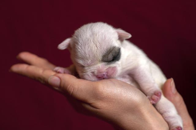 刚出生的小狗多久可以喝奶粉(新出生小狗能喝奶粉么)