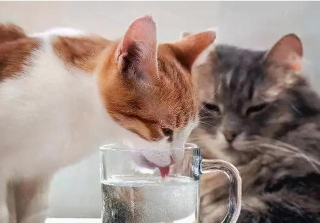 幼猫可以喝水吗(猫很喜欢喝水)