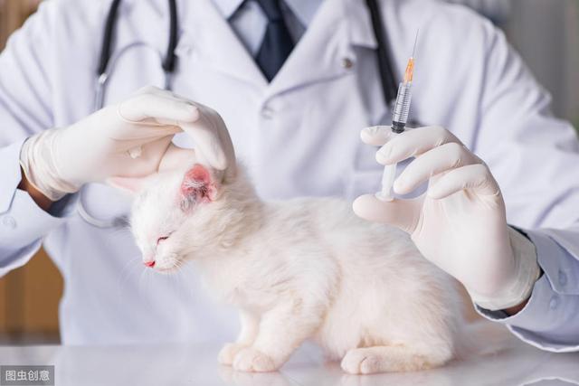 宠物猫疫苗三针怎么打(被猫抓了打了三针疫苗够了吗)