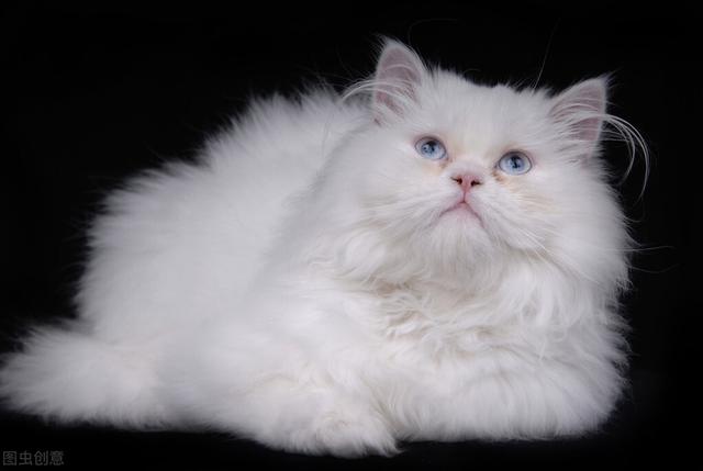 纯白色的宠物猫有哪些品种(纯白色的猫古人叫什么)