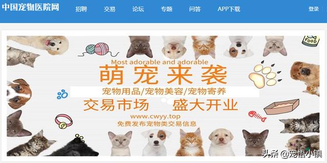 海口宠物狗领养网站(日本宠物网站)