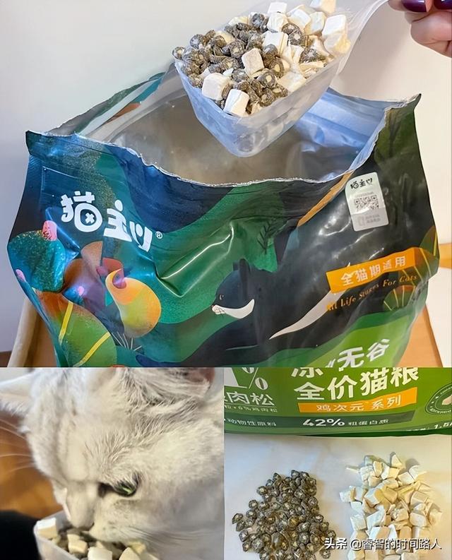 广州哪里买宠物猫便宜(有什么便宜好养的猫)