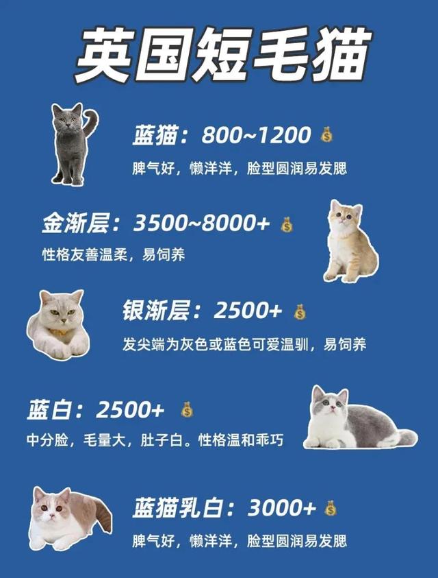 开封宠物猫多少钱一只(猫舍寄养猫咪一天多少钱)