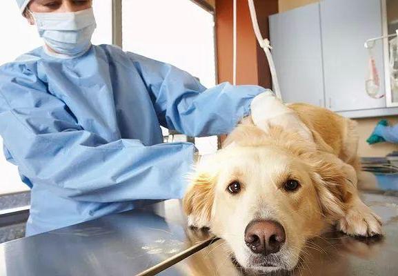 怎样成为一个合格的宠物医生(怎样才能成为一个合格的宠物医生)