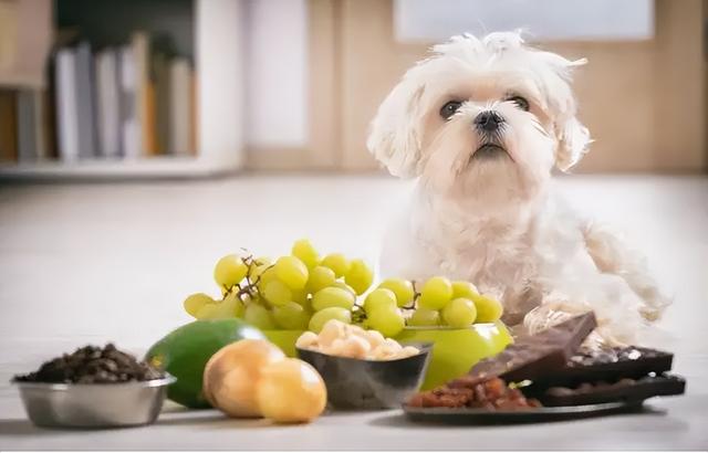 宠物狗能吃葡萄吗(小宠物狗可以吃肉吗)