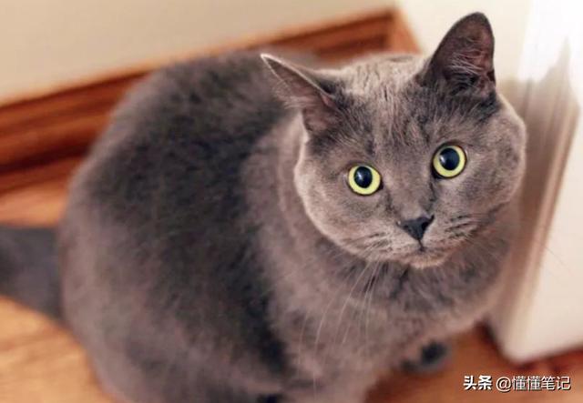 武汉猫舍宠物猫出售(猫舍的猫为啥便宜)
