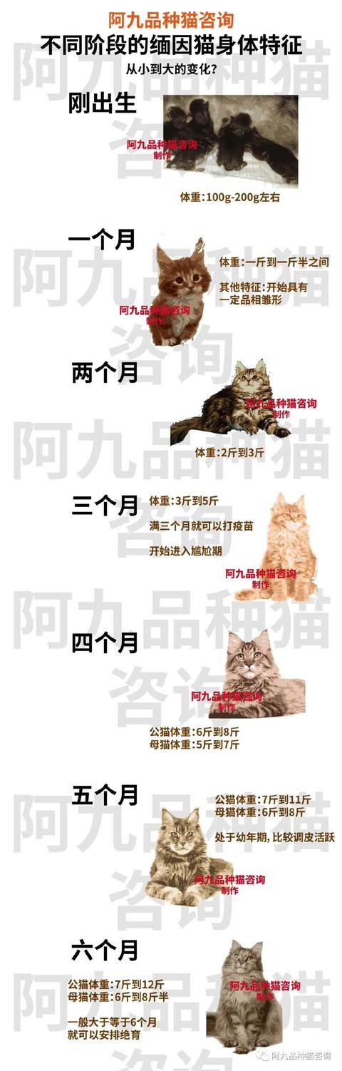 缅因宠物猫(缅因爆毛的过程)