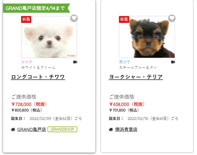 日本宠物猫狗价格(现在猫的价格表)