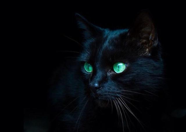 纯黑色的幼猫(纯黑色的猫流浪猫)
